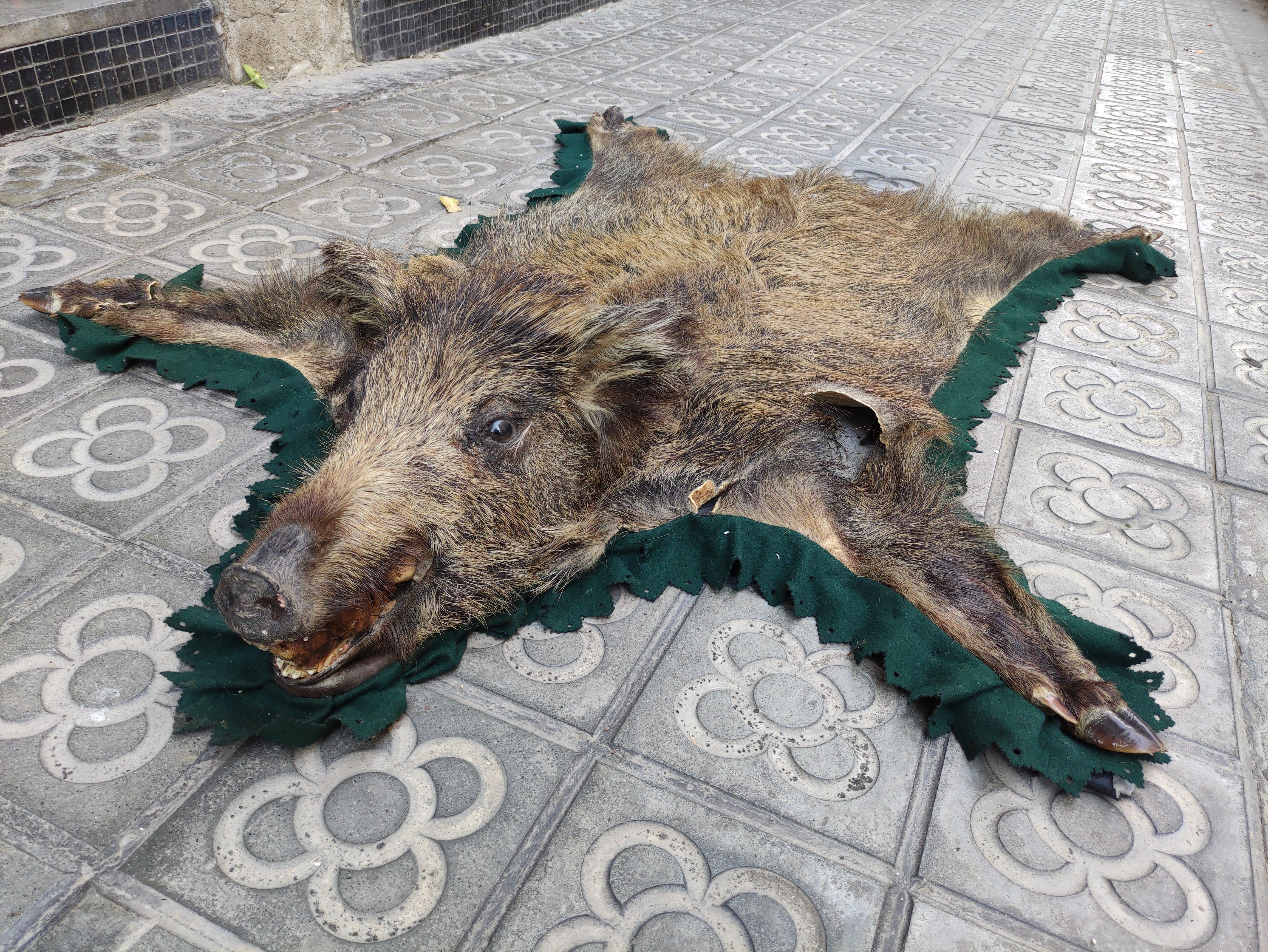 piel alfombra jabali 20x123x115 1u